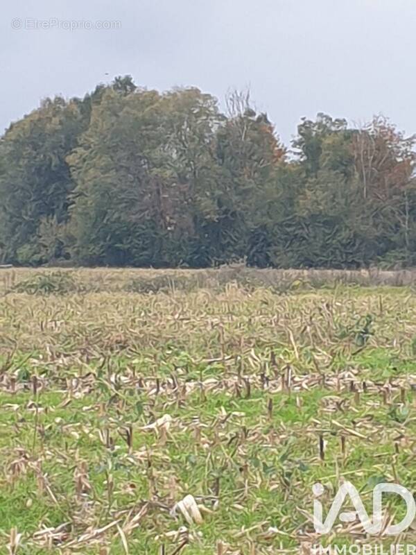 Photo 1 - Terrain à BUZET-SUR-BAISE