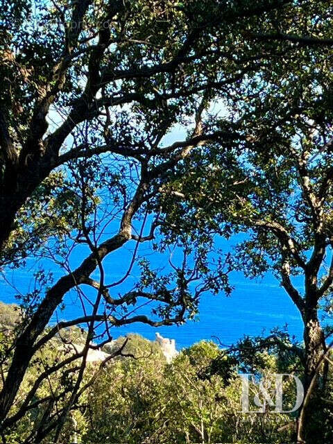 Terrain à SAN-MARTINO-DI-LOTA