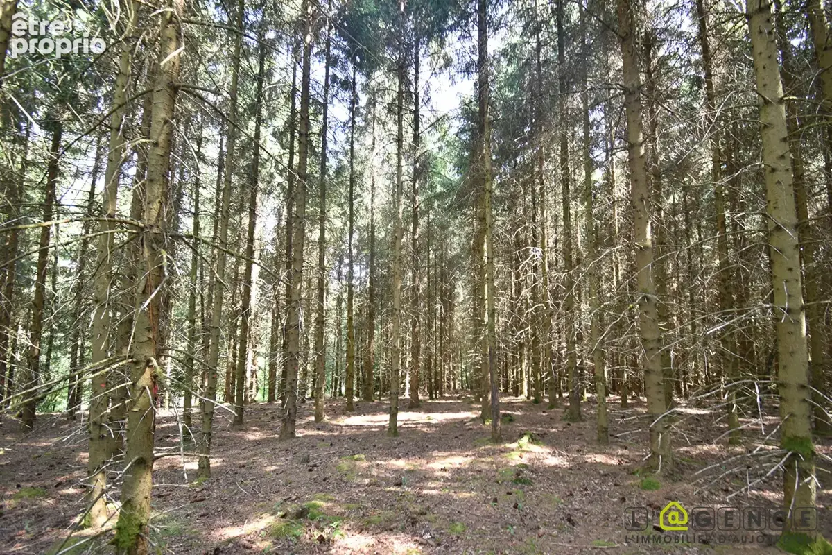 Parcelle forestière Anould 5420 m2 - photo 3