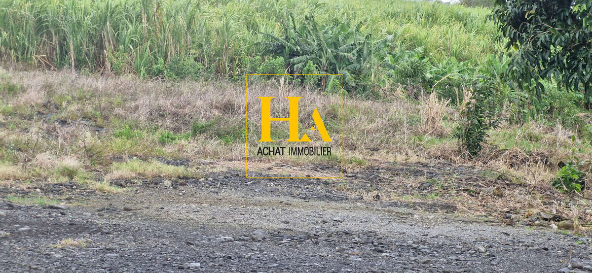 Terrain à SAINTE-ROSE