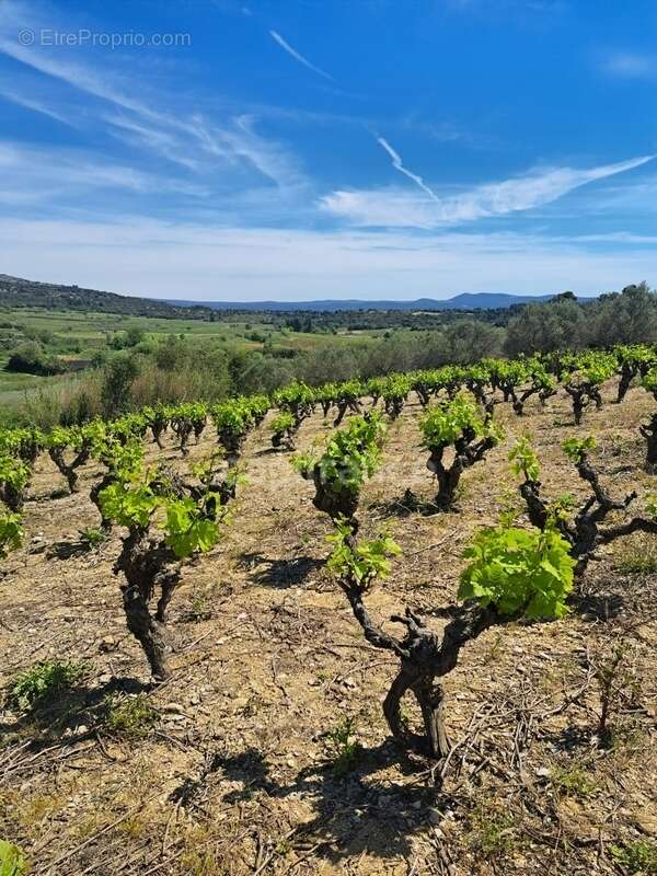 Terrain à MONTPEYROUX
