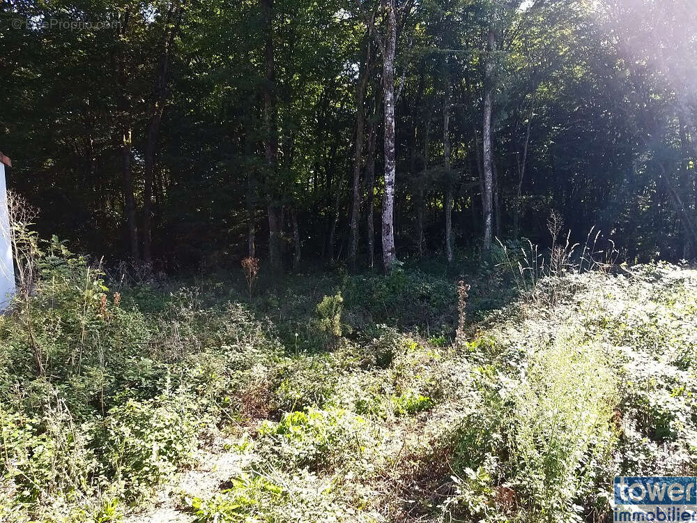 Terrain à PRANZAC
