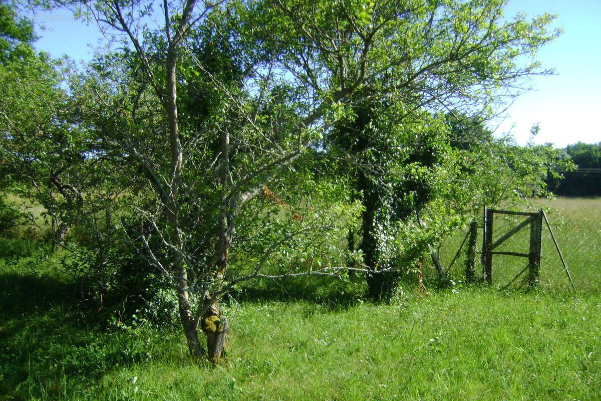 Terrain à OUZOUER-SUR-TREZEE