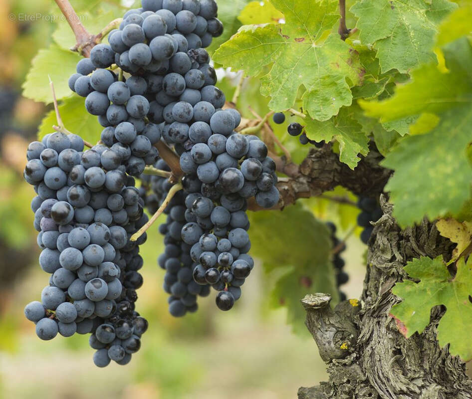 Maison à CARCASSONNE