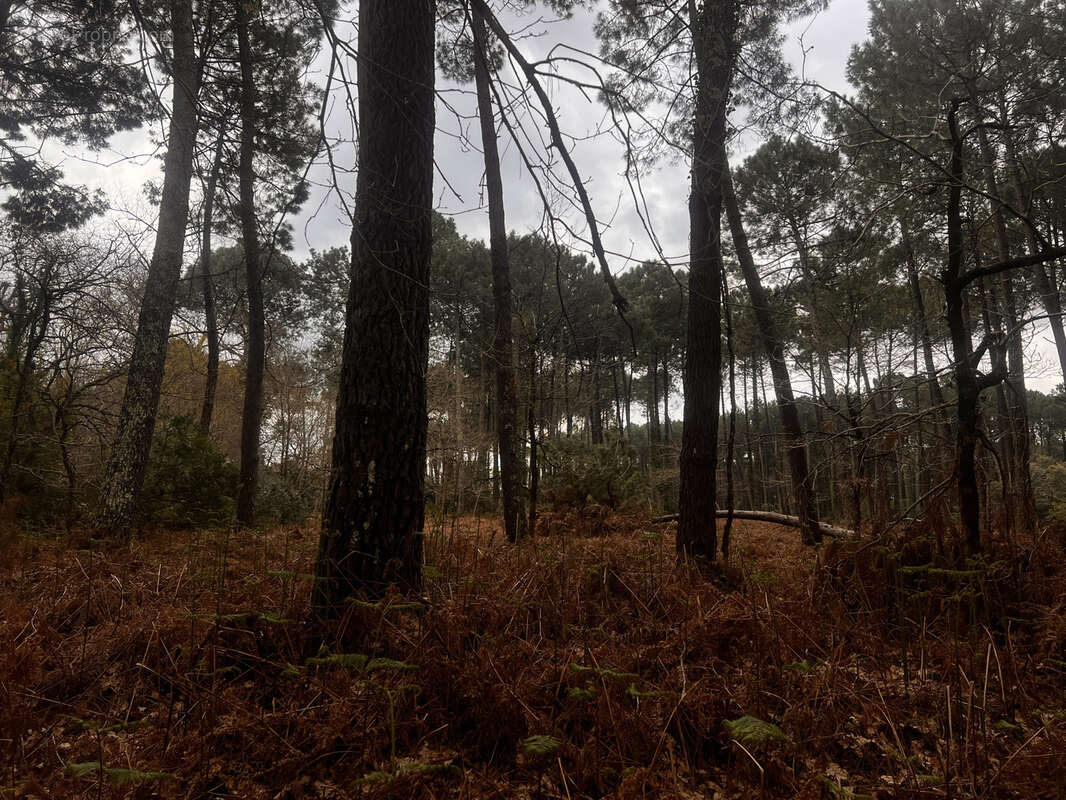 Sanguinet, Terrain constructible à 2 pas du lac - photo 2