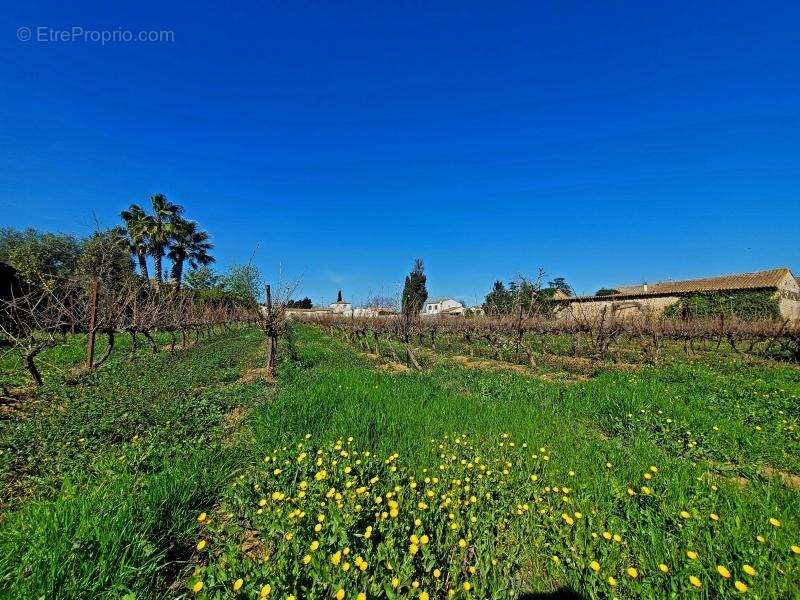 Terrain 425 m² à Pomerols  - photo 3