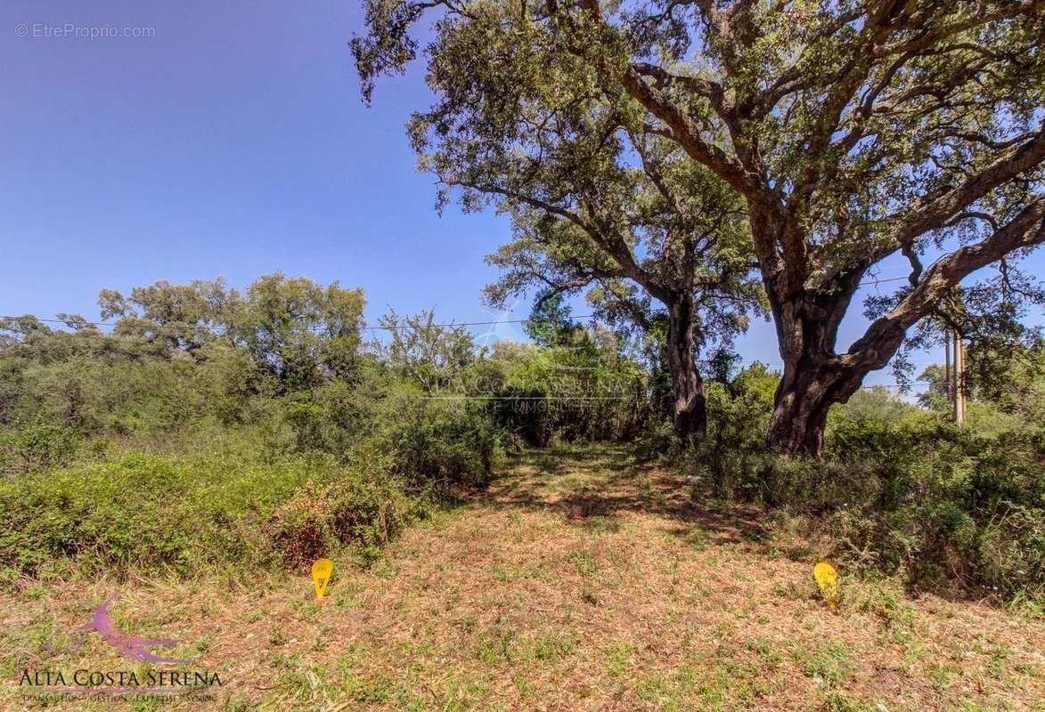 Terrain à SERRA-DI-FIUMORBO
