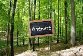 Terrain à SAINT-SAVIN