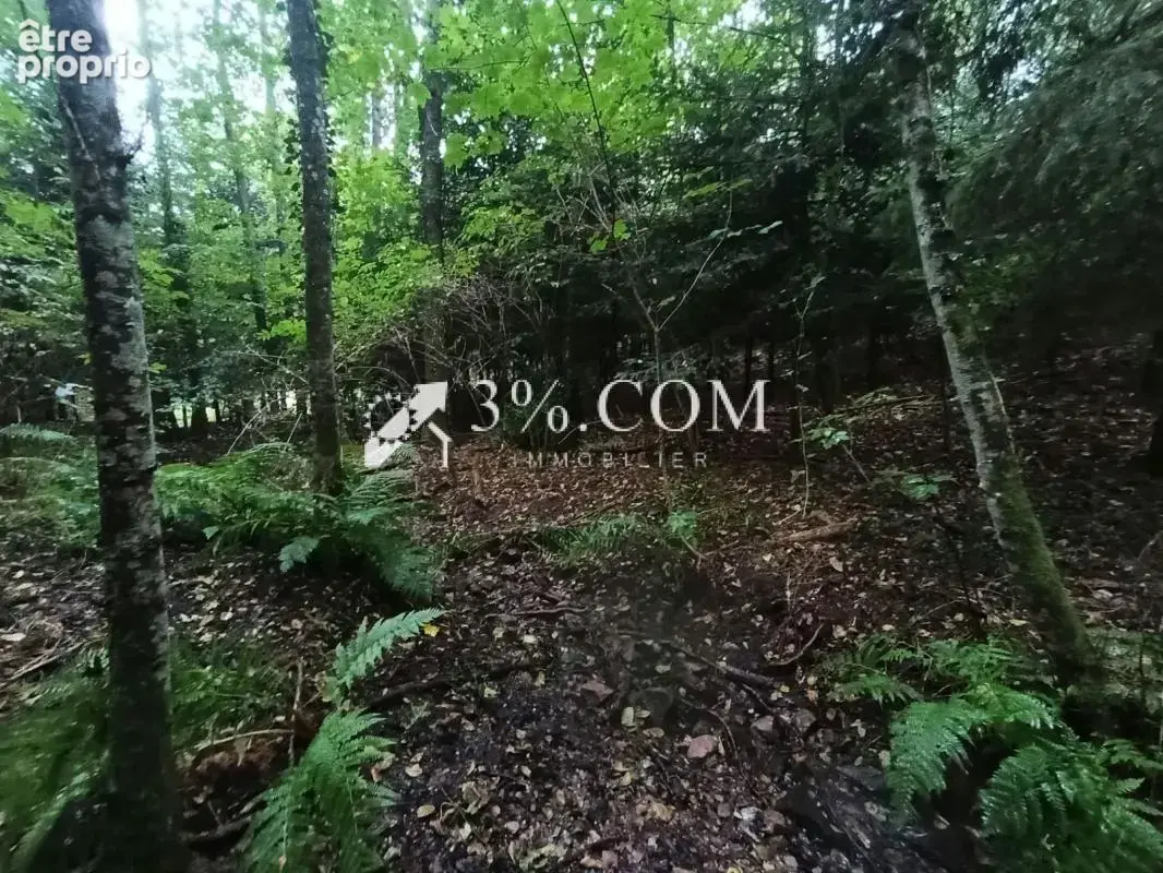 Terrain forestier avec étang sur la commune de Moyenmoutier - photo 9
