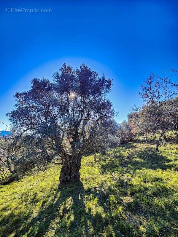 Terrain à PUIMOISSON