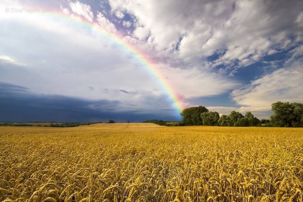 Terrain à LA SELLE-SUR-LE-BIED