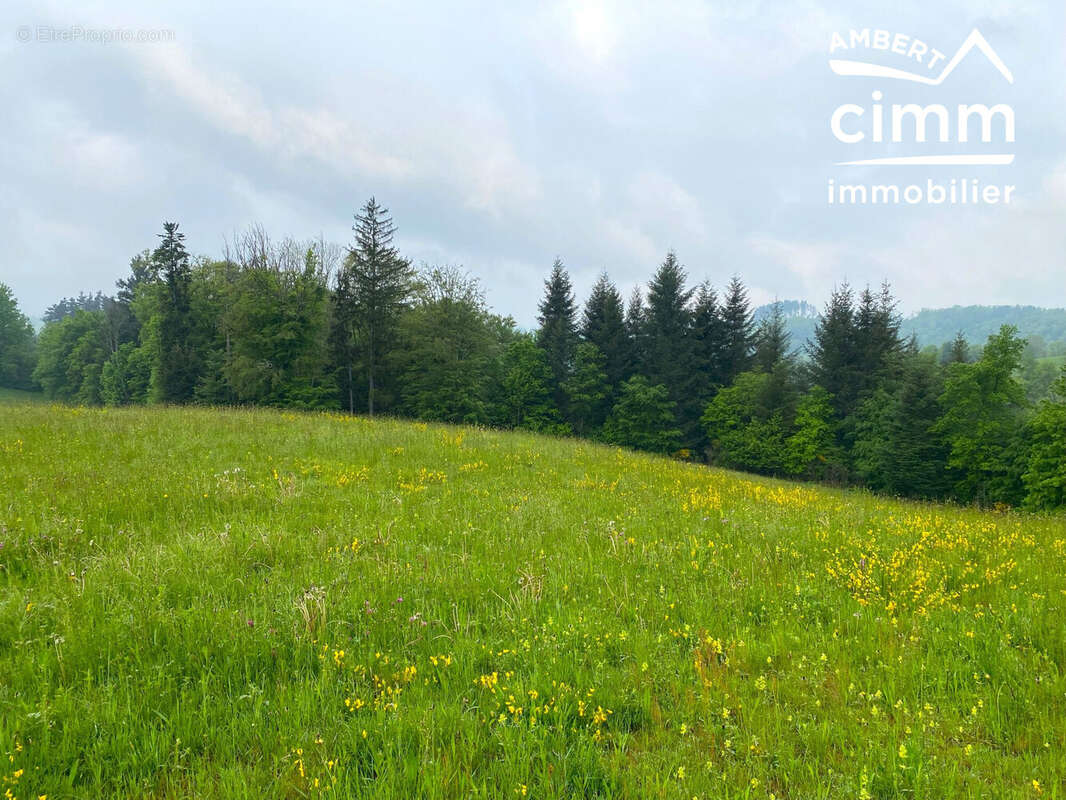 Terrain à VERTOLAYE