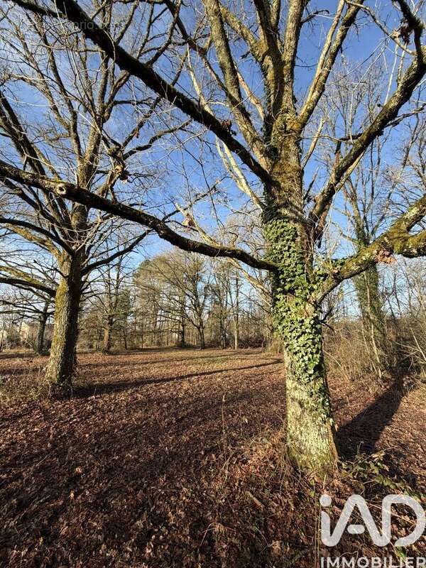 Photo 5 - Terrain à NANCAY