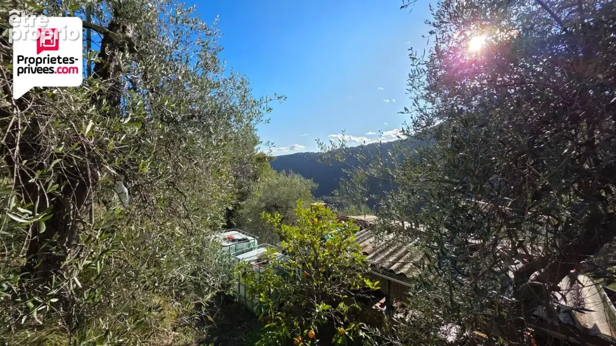 Magnifique Oliveraie et forêt avec Cabanon en vallée de la Siagne 16190 m2 - photo 5