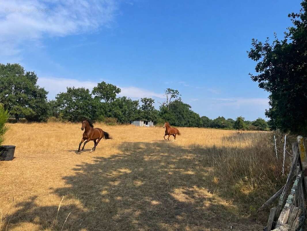 Maison familiale au cœur de la nature - photo 3