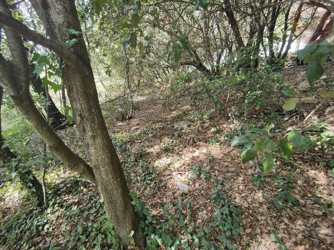 Terrain constructible de 2553m² en Cévennes Vallée Française - photo 9