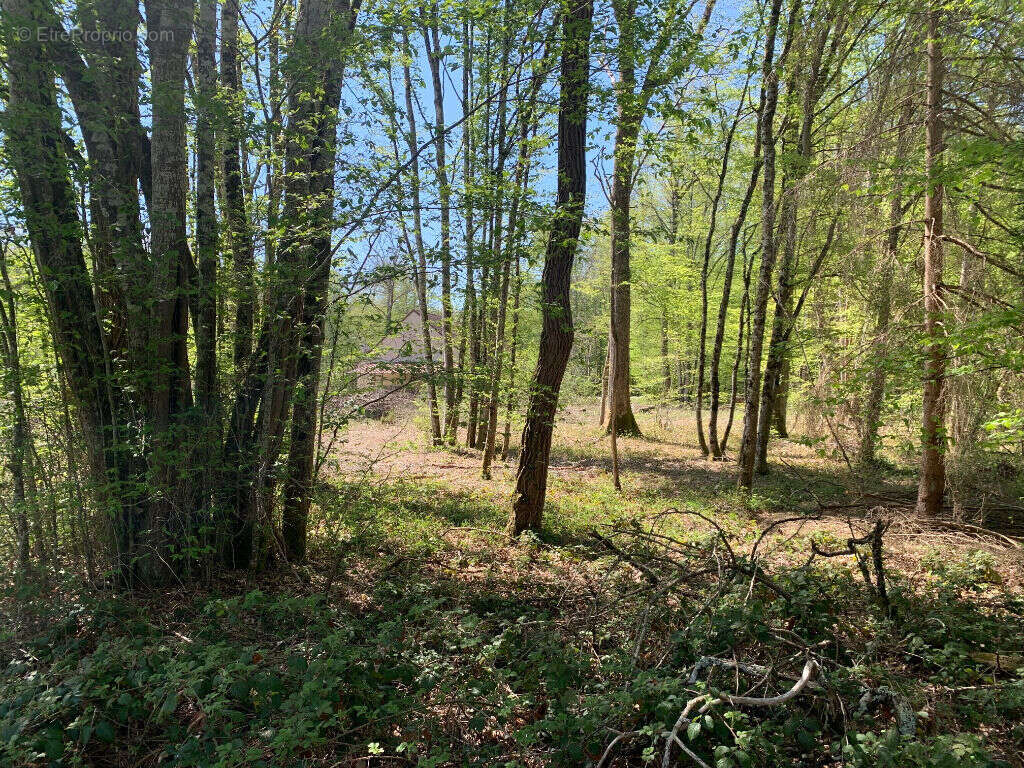 Terrain à SAINT-FARGEAU