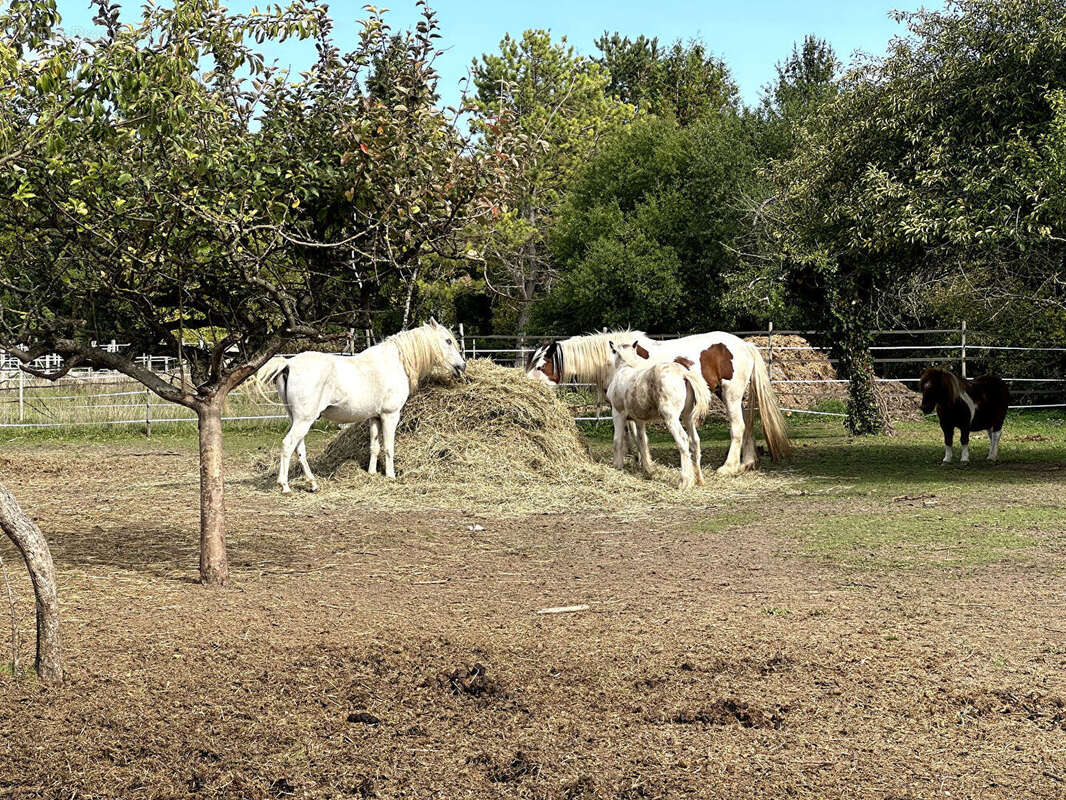 Maison à SAINT-MESMIN