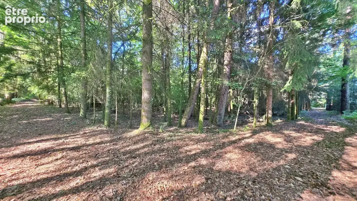 Terrain de loisir boisé 2.3Ha + Source - Proche Limoges - photo 2