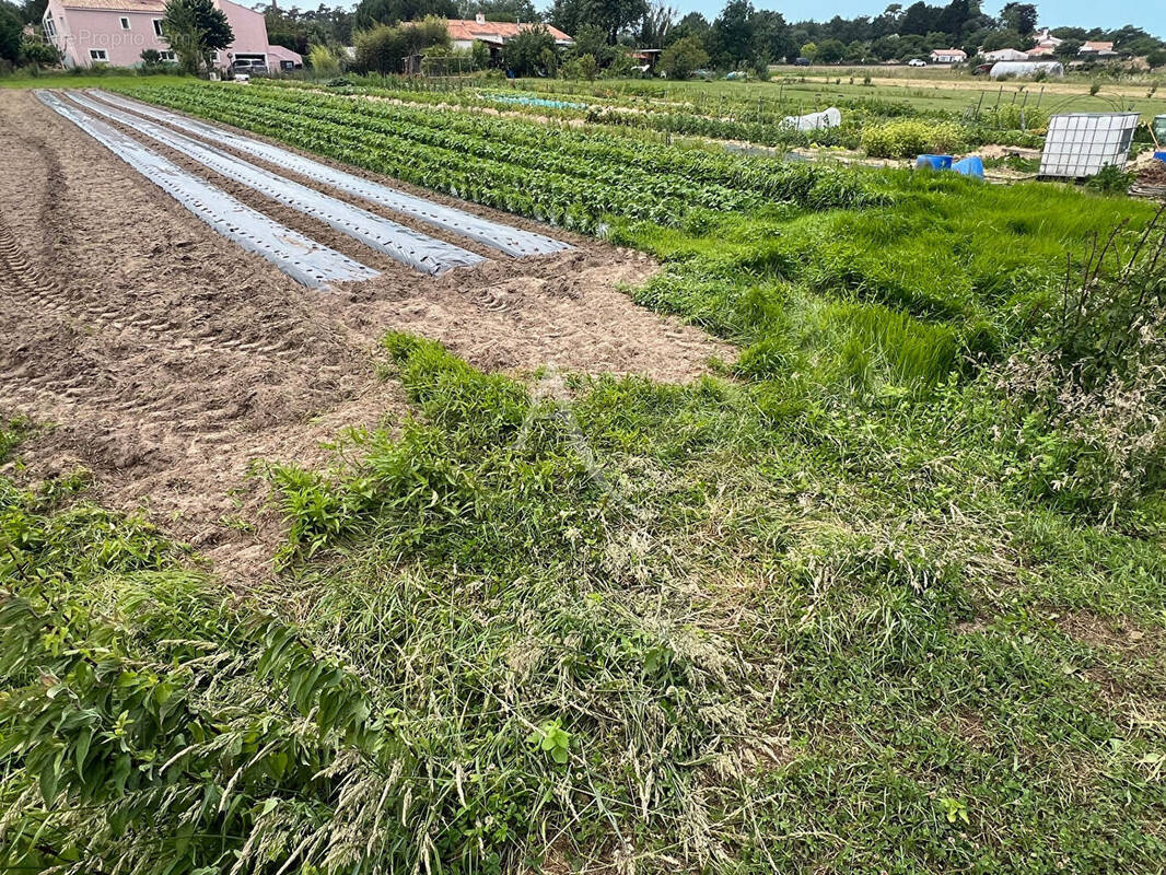 Terrain à LONGEVILLE-SUR-MER