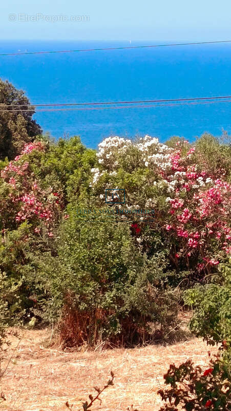 Villa plain-pied au coeur du Golfe du Valinco - photo 19