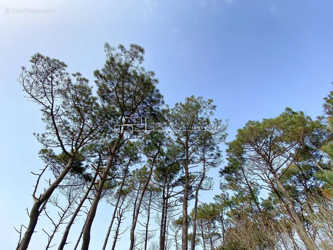 Villa dune oceane - photo 6