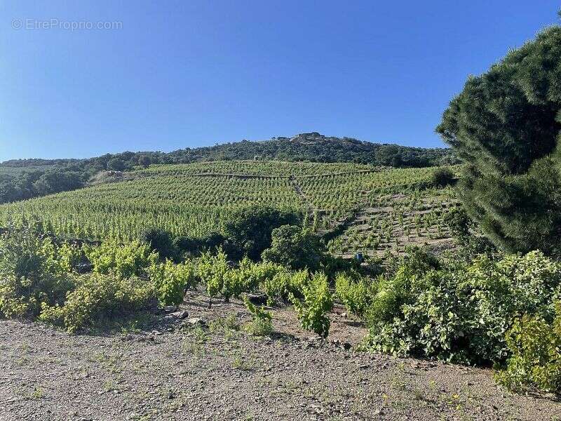 Terrain à COLLIOURE
