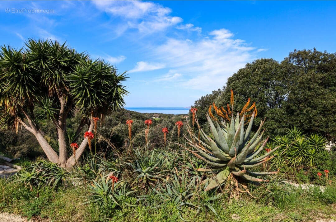 Maison à CALCATOGGIO