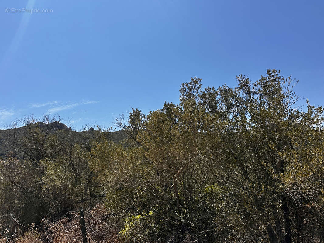 Terrain à FIGARI