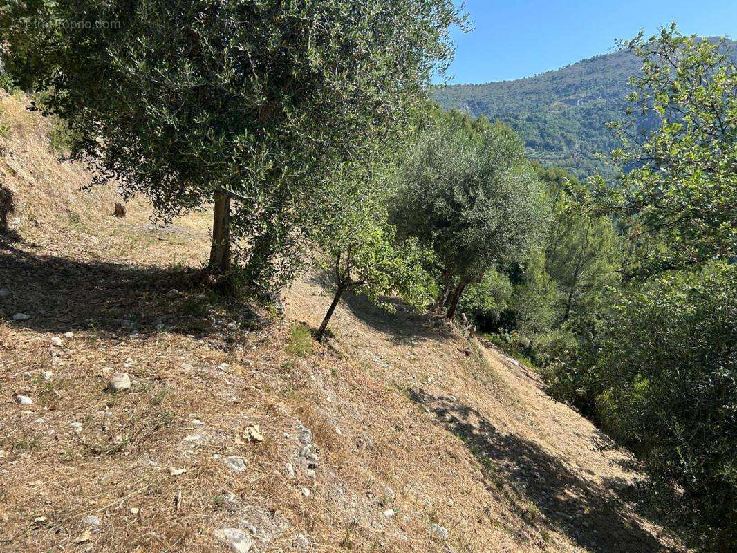 Terrain à CASTAGNIERS