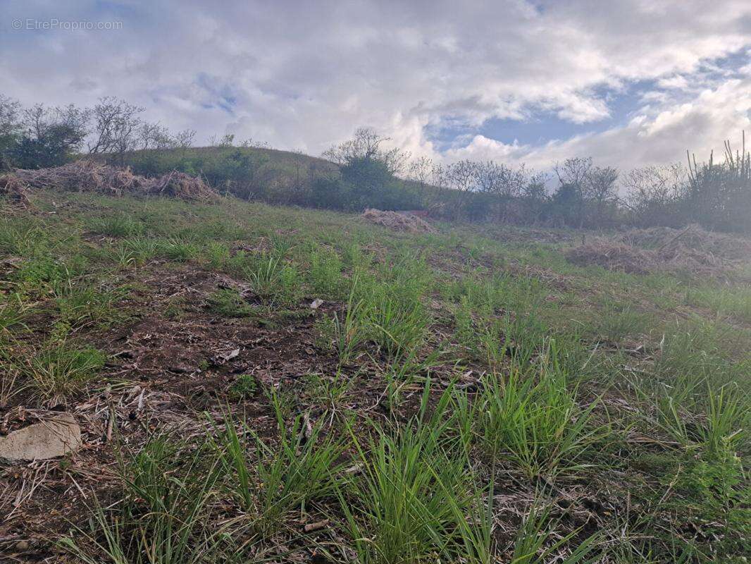 Terrain Le Vauclin 1820 m2 a quelques minutes a pied de la plage de Pointe Faula - photo 4