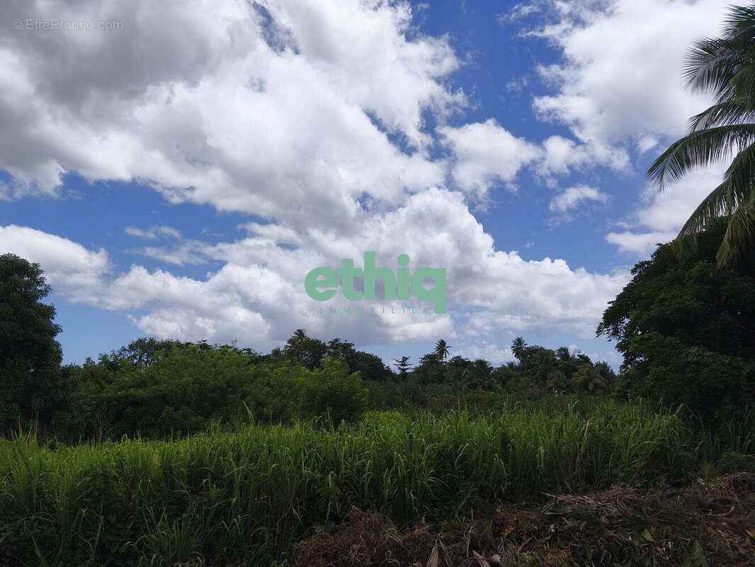 Terrain à SAINTE-ROSE