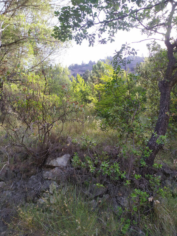 Terrain à BREIL-SUR-ROYA