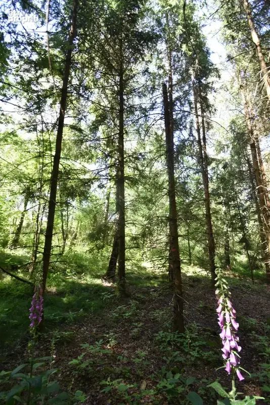 Parcelle forestière Anould 5420 m2 - photo 13