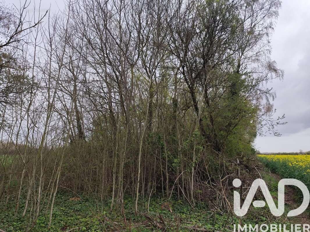 Photo 3 - Terrain à MARLES-EN-BRIE