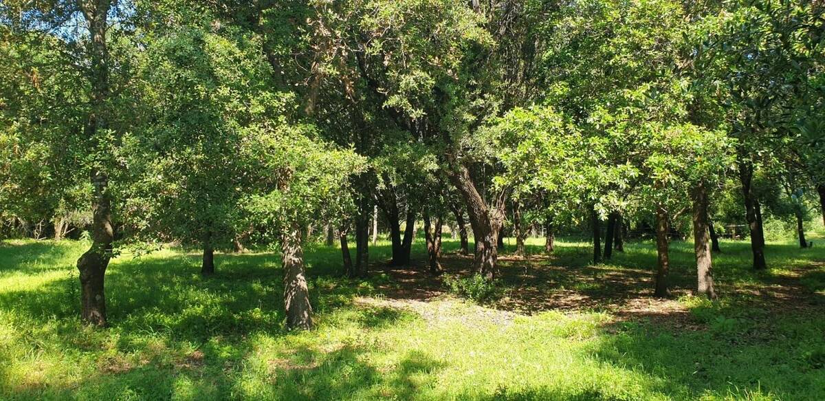 Terrain à SERRA-DI-FIUMORBO