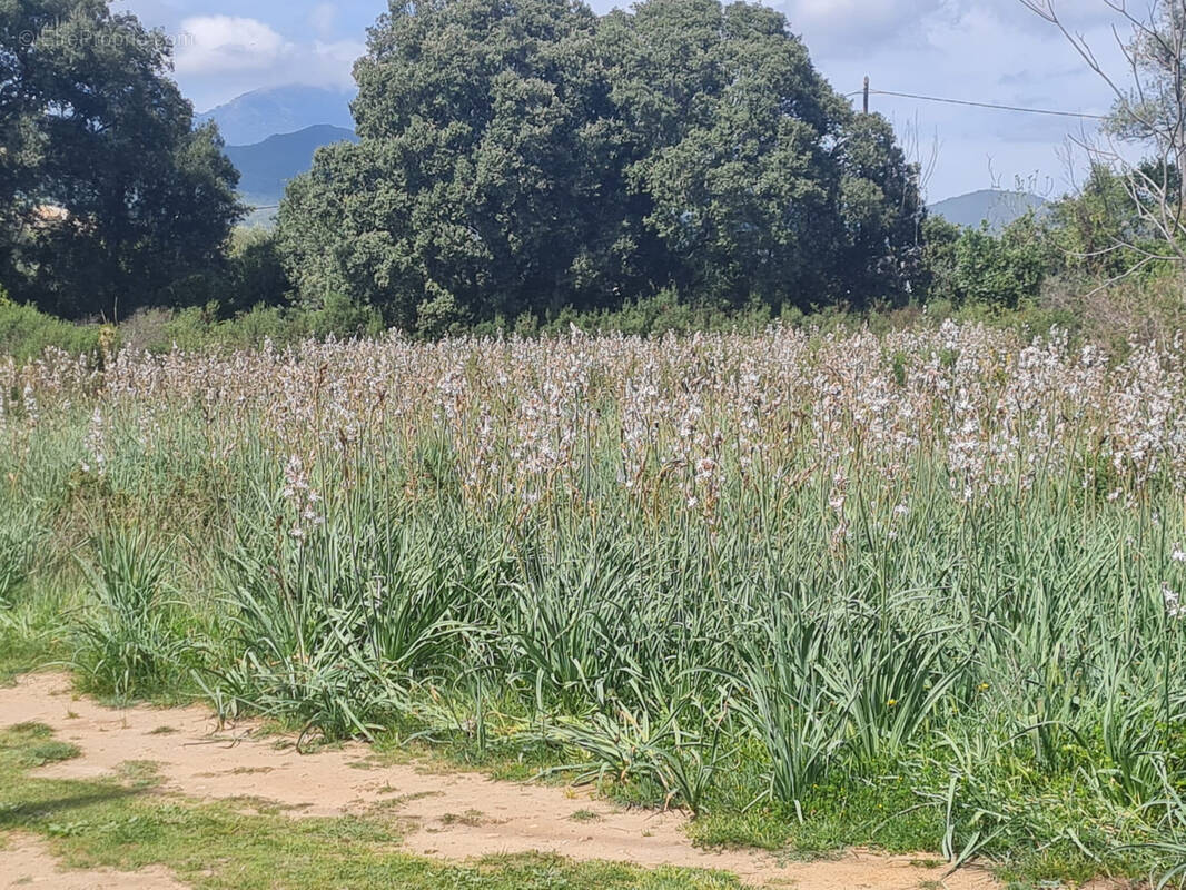 Terrain à GHISONACCIA