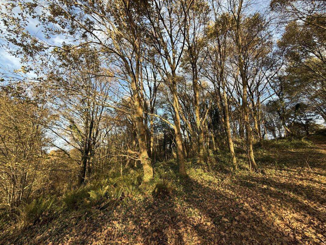 Terrain à BRASSEMPOUY