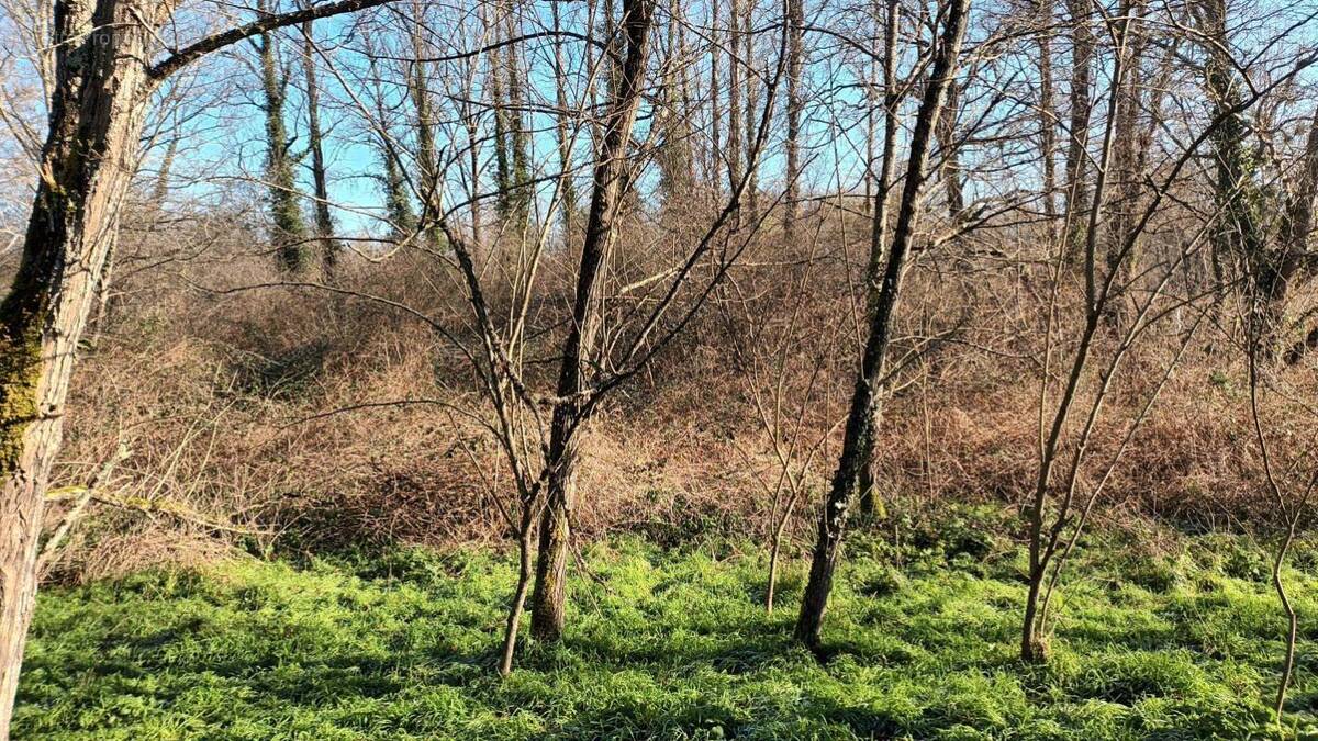Terrain à VILLANDRAUT