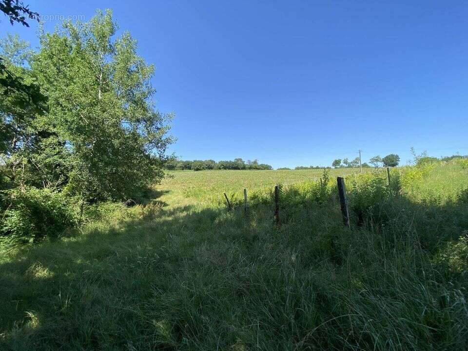 Terrain à Cazaubon  - photo 32