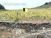 Terrain à COLLIOURE
