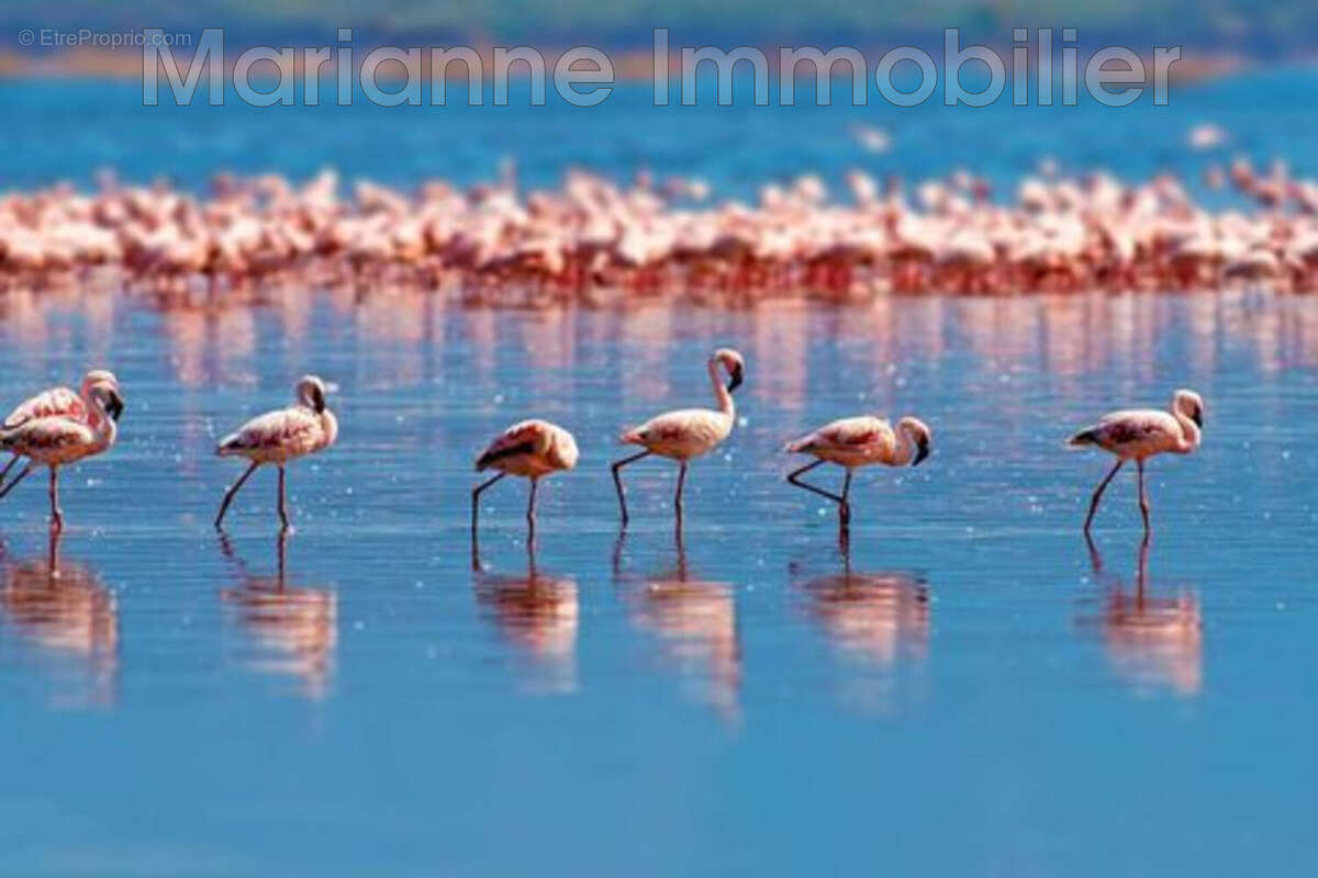 Appartement à PALAVAS-LES-FLOTS