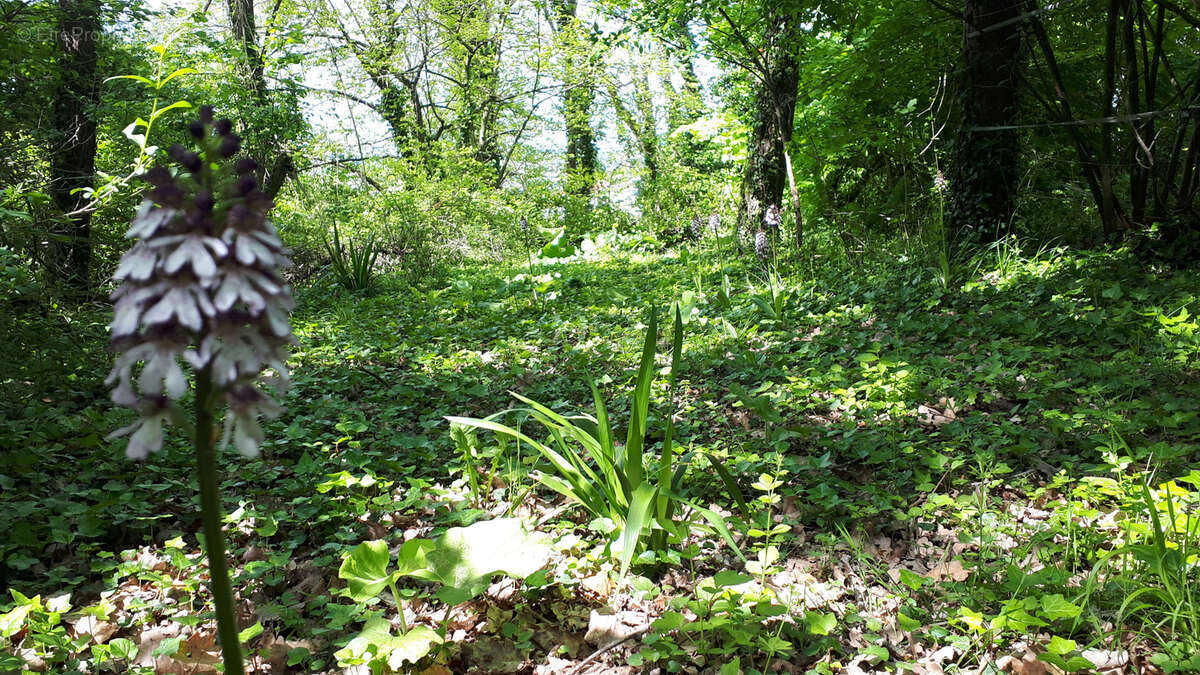 Maison à SAINTE-MAURE-DE-TOURAINE