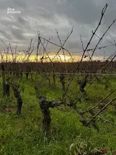 À VENDRE   3 ha 19 a 35 ca de vignes en Agriculture Biologique - photo 3