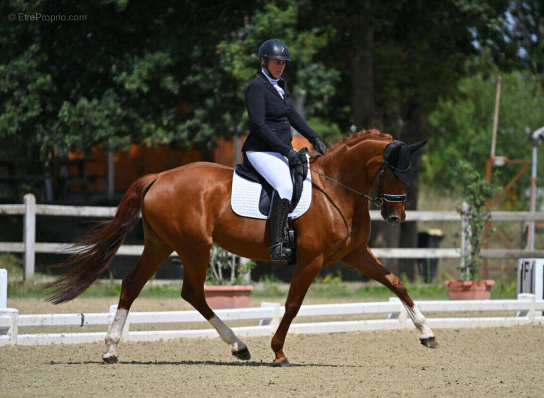 Maison à LA CELLE-SAINT-CLOUD