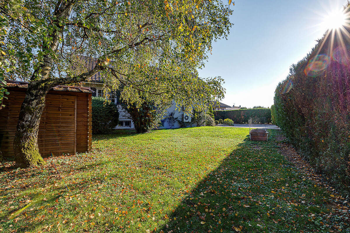 Maison à MASSONGY
