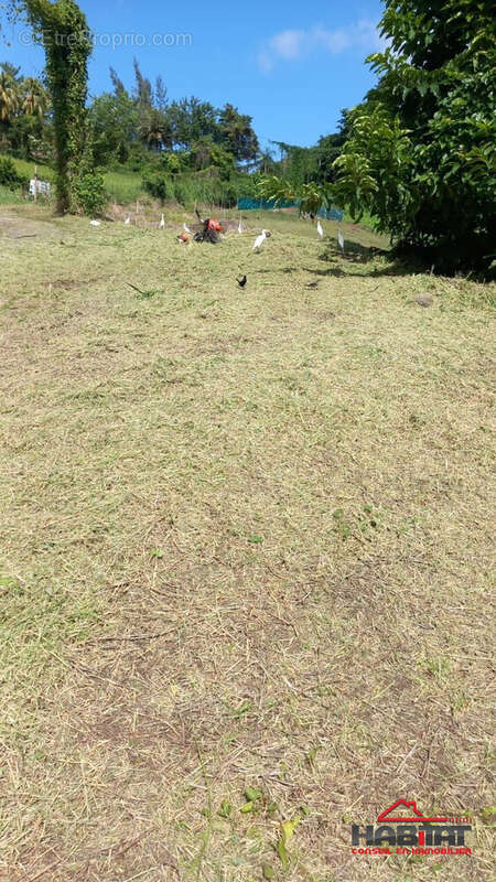 Terrain à LA TRINITE