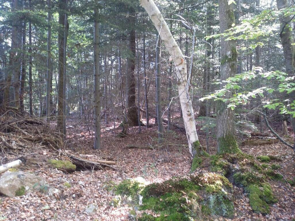 Terrain à LA FOLLETIERE-ABENON