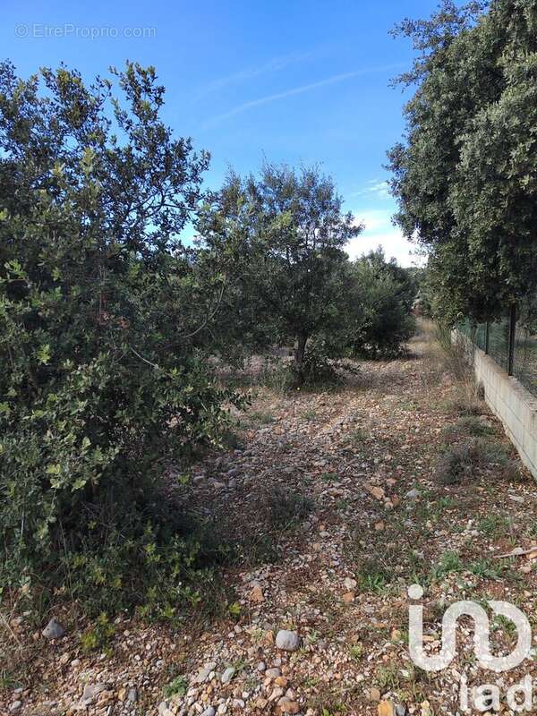 Photo 6 - Terrain à SERIGNAN-DU-COMTAT