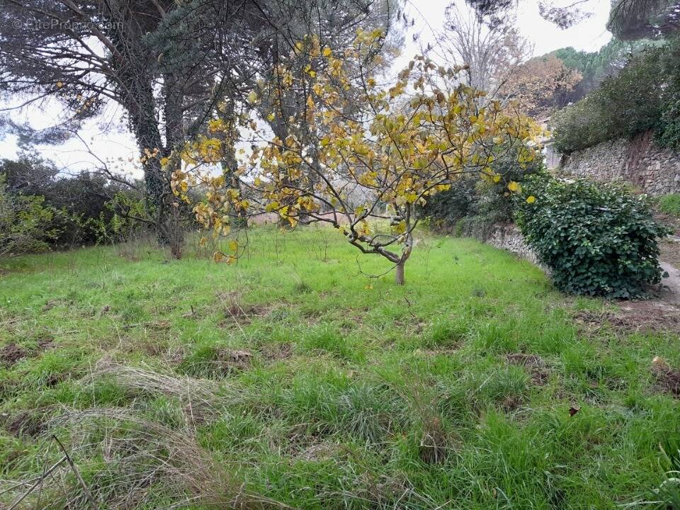 Terrain à LA GARDE-FREINET